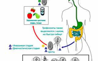 Кашель при лямблиозе у детей и взрослых