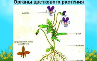 Лекарственные травы способствующие снижению давления