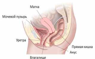 Влияние кишечной палочки на развитие цистита