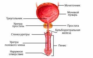 Что провоцирует развитие простатита